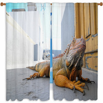Colored Young Male Iguana Window Curtains 64881143