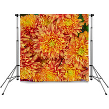 Colorful Chrysanthemums Floral  Background Backdrops 48549169