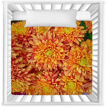 Colorful Chrysanthemums Floral  Background Nursery Decor 48549169