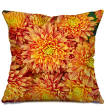 Colorful Chrysanthemums Floral  Background Pillows 48549169
