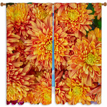 Colorful Chrysanthemums Floral  Background Window Curtains 48549169