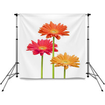 Colorful Daisies On White Background Backdrops 6585259