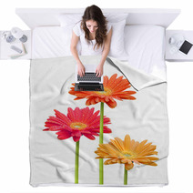 Colorful Daisies On White Background Blankets 6585259