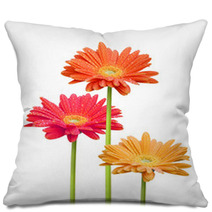 Colorful Daisies On White Background Pillows 6585259