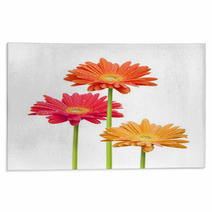Colorful Daisies On White Background Rugs 6585259