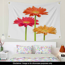Colorful Daisies On White Background Wall Art 6585259