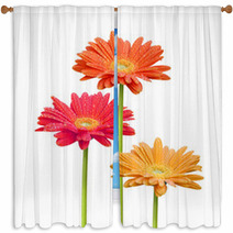 Colorful Daisies On White Background Window Curtains 6585259