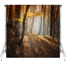 Colorful Forest In Autumn With Sun Rays Backdrops 56154041