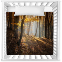 Colorful Forest In Autumn With Sun Rays Nursery Decor 56154041