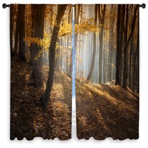Colorful Forest In Autumn With Sun Rays Window Curtains 56154041