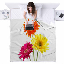 Colorful Gerber Daisies Blankets 956733