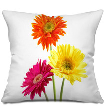 Colorful Gerber Daisies Pillows 956733