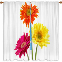 Colorful Gerber Daisies Window Curtains 956733