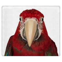 Colorful Macaw Isolated On The White Background Rugs 69844159