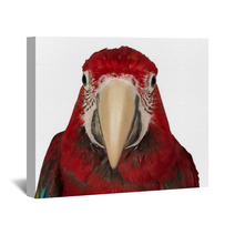 Colorful Macaw Isolated On The White Background Wall Art 69844159