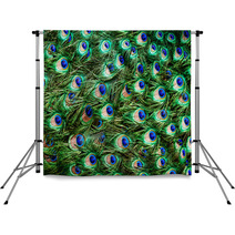 Colorful Peacock Feathers Background Backdrops 61396099
