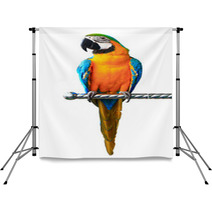 Colorful Red Parrot Macaw Isolated On White Background Backdrops 52142962