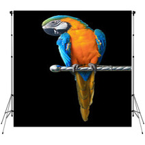 Colorful Red Parrot Macaw Isolated On White Background Backdrops 64847385