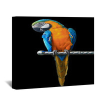 Colorful Red Parrot Macaw Isolated On White Background Wall Art 64847385