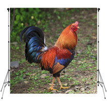 Colorful Rooster Backdrops 89278998