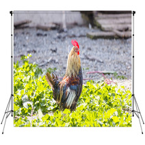 Colorful Rooster On A Farm Backdrops 99701962
