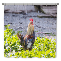 Colorful Rooster On A Farm Bath Decor 99701962
