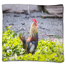Colorful Rooster On A Farm Blankets 99701962