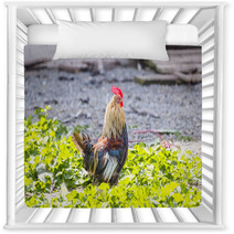 Colorful Rooster On A Farm Nursery Decor 99701962