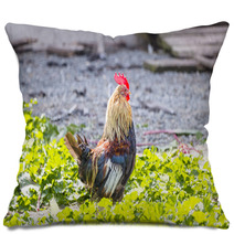 Colorful Rooster On A Farm Pillows 99701962