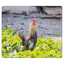 Colorful Rooster On A Farm Rugs 99701962