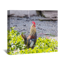 Colorful Rooster On A Farm Wall Art 99701962