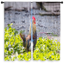 Colorful Rooster On A Farm Window Curtains 99701962