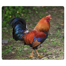 Colorful Rooster Rugs 89278998