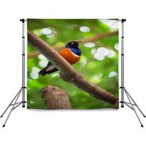 Colorful Superb Starling Backdrops 65406177