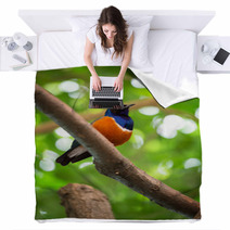 Colorful Superb Starling Blankets 65406177