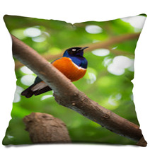 Colorful Superb Starling Pillows 65406177