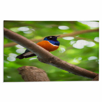 Colorful Superb Starling Rugs 65406177