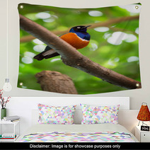 Colorful Superb Starling Wall Art 65406177
