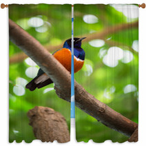 Colorful Superb Starling Window Curtains 65406177