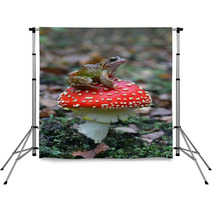 Common Frog Rana Temporaria Backdrops 59485943