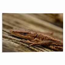 Common Lizard Rugs 66870345