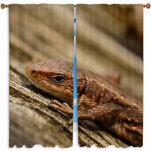 Common Lizard Window Curtains 66870345