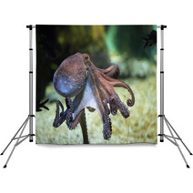 Common Octopus (Octopus Vulgaris). Backdrops 85623986