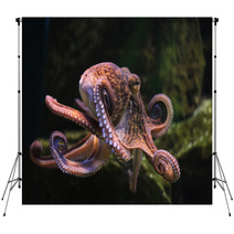 Common Octopus (Octopus Vulgaris). Backdrops 86211074