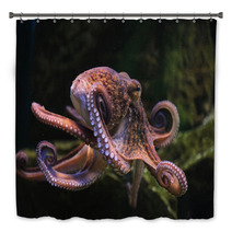 Common Octopus (Octopus Vulgaris). Bath Decor 86211074
