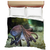 Common Octopus (Octopus Vulgaris). Bedding 85623986