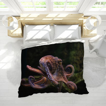Common Octopus (Octopus Vulgaris). Bedding 86211074