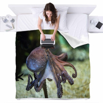 Common Octopus (Octopus Vulgaris). Blankets 85623986