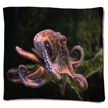 Common Octopus (Octopus Vulgaris). Blankets 86211074