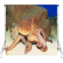 Common Octopus (Octopus Vulgaris) In Japan Backdrops 65342602